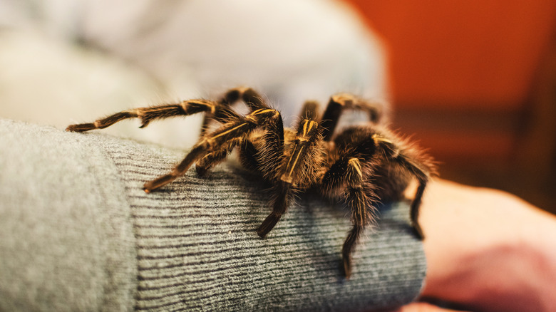 person holding large spider