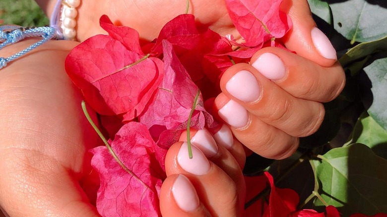 pink manicured hands holding flower petals