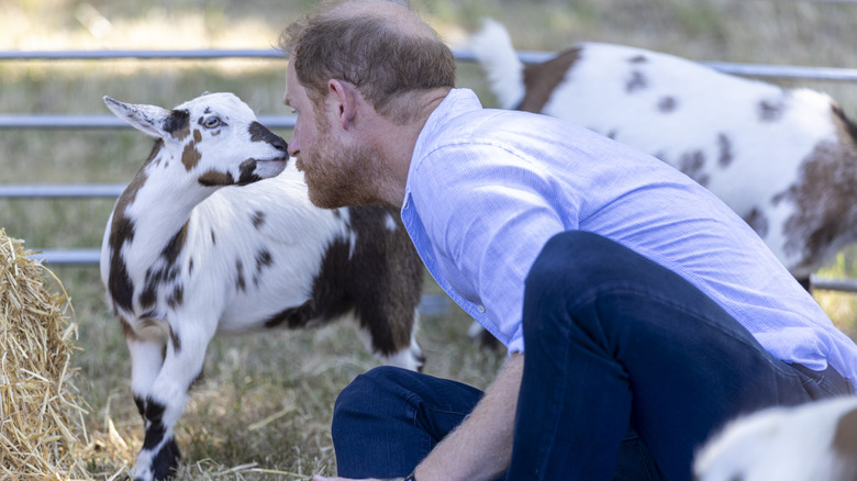 Prince Harry touching noses with a goat