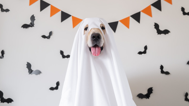 Dog dressed up as a ghost