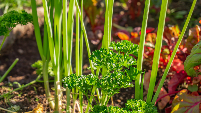 Companion planted garden