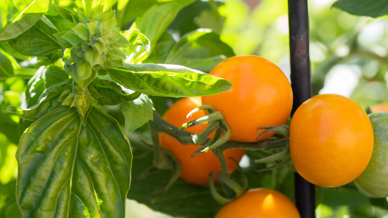 Basil and tomatoes