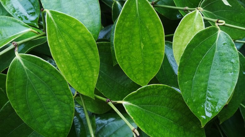 Plant leaves