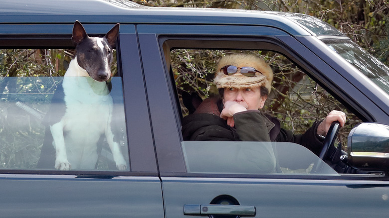 Princess Anne's bull terrier