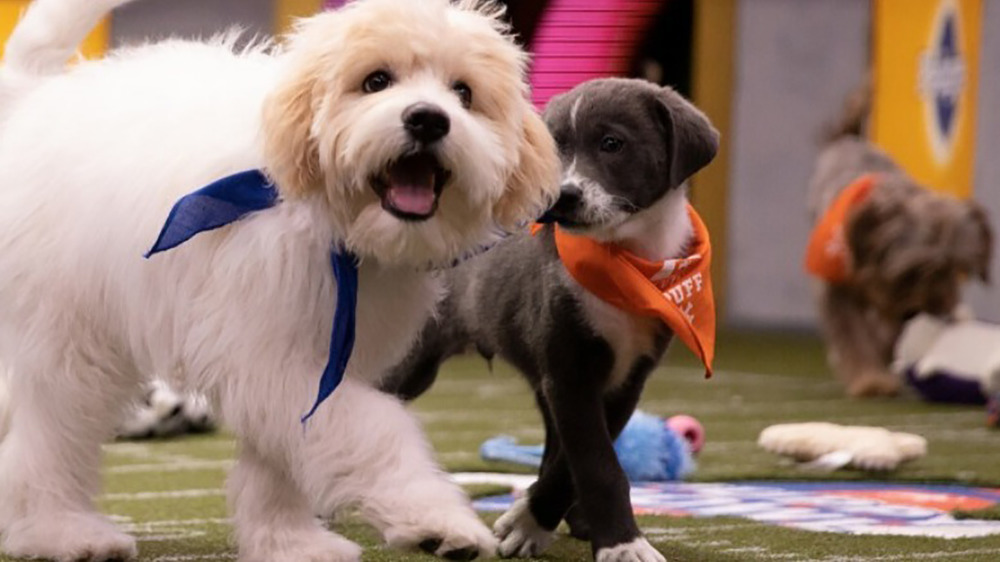 Puppy Bowl XVI participants