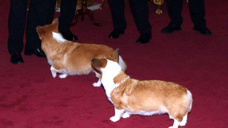 File The Queen's corgis