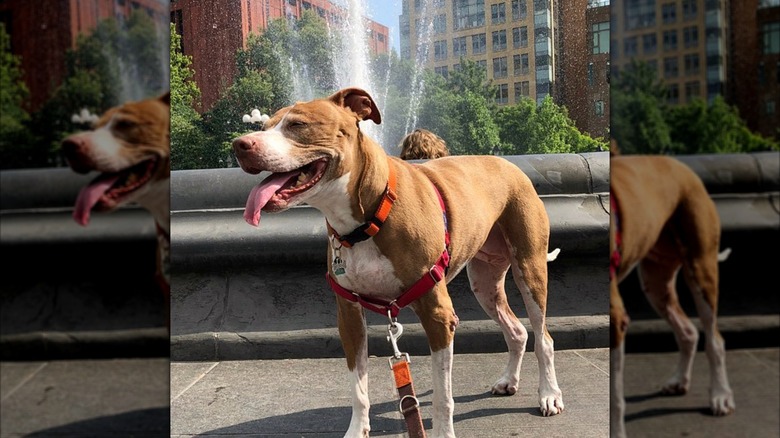 Rachael Ray's dog, Isaboo