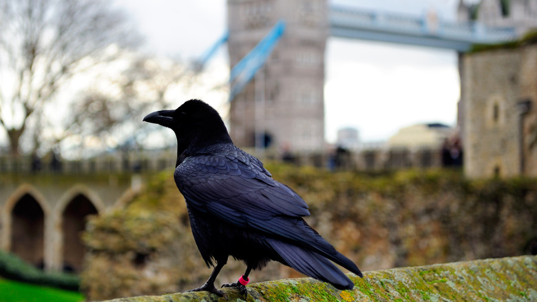 A raven at Tower Bridge
