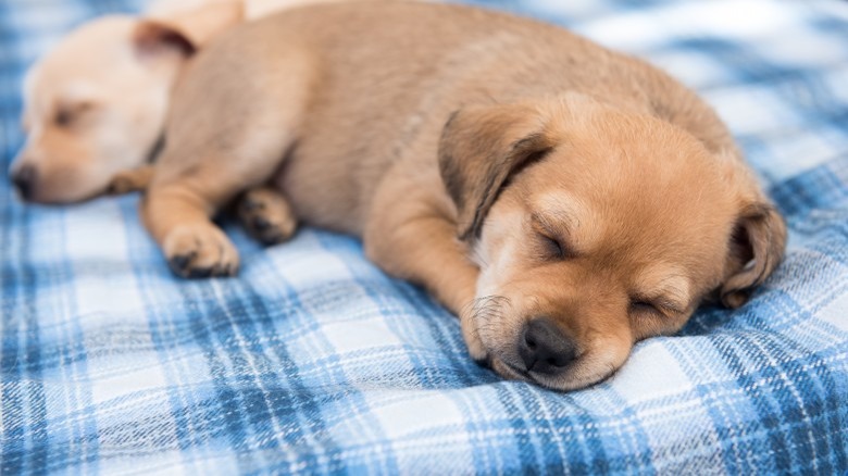Reasons Your Pets Shouldn't Sleep In Your Bed