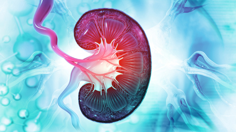 Graphic representation of a kidney