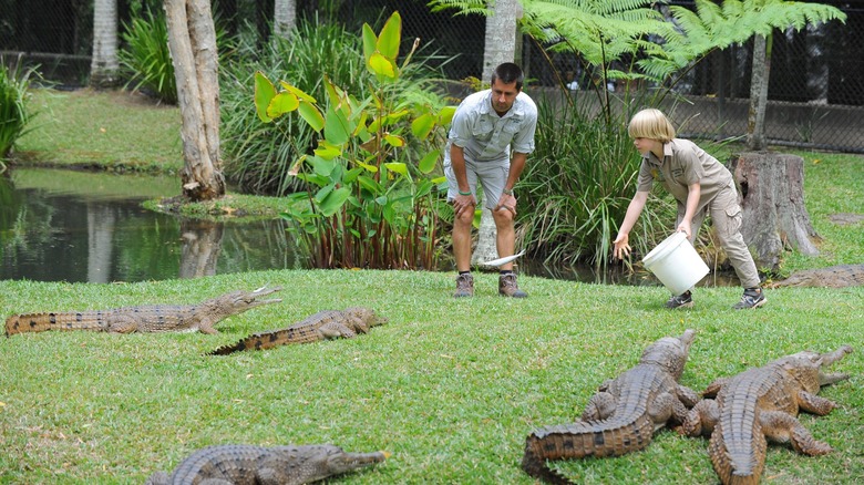 young Robert Irwin with a bowl cut tossing fish to a crowd of crocodiles from a bucket