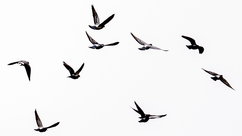 Birds flying