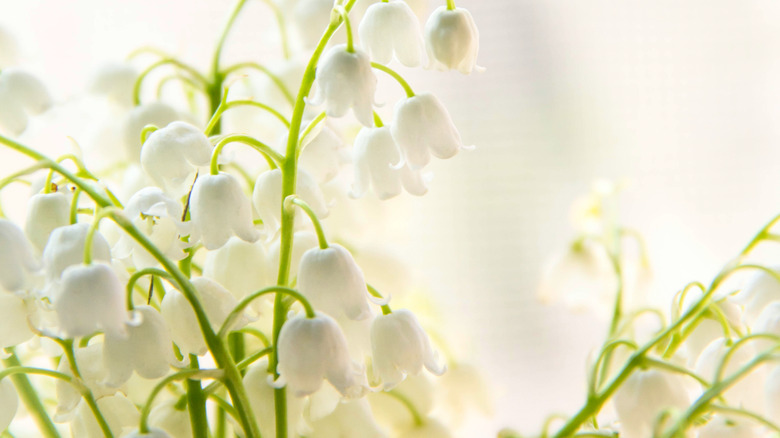Lily of the valley