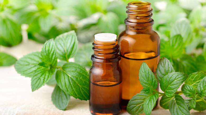 Peppermint essential oils