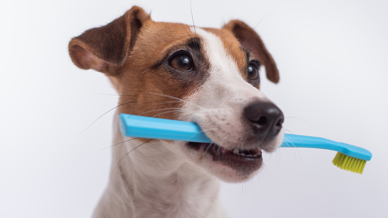 Dog holding a toothbrush
