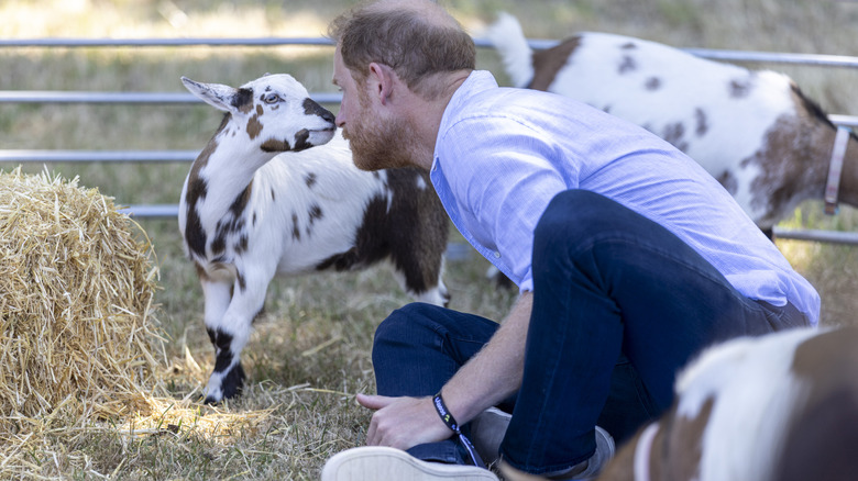 Prince Harry cuddling a goat in the UK