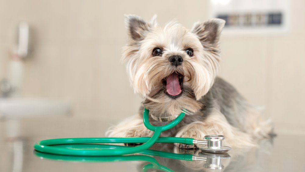 Yorkie with a stethoscope