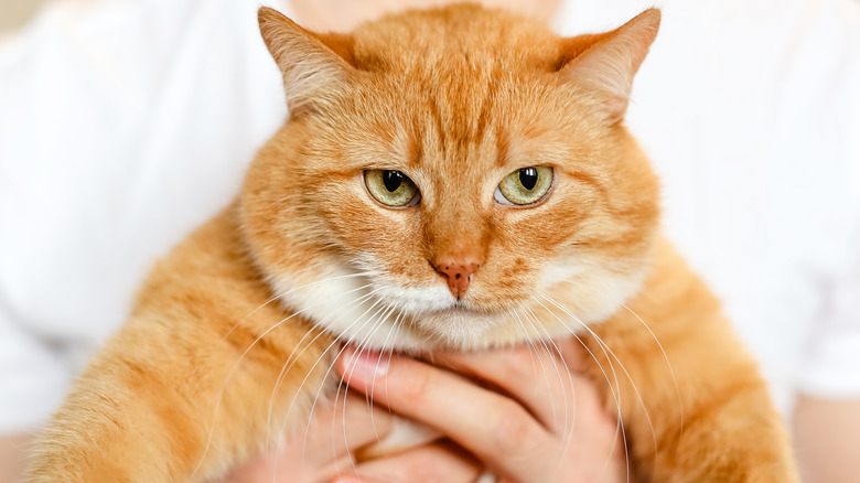 Orange cat held in air