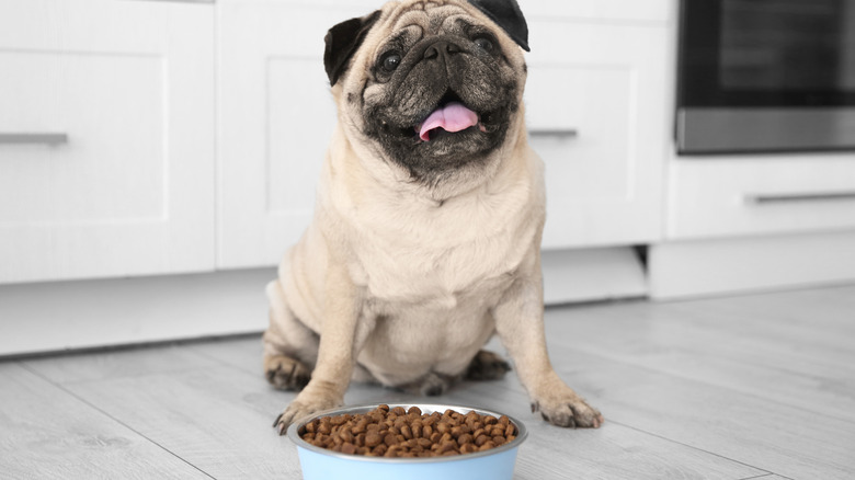 dog with bowl of dog food
