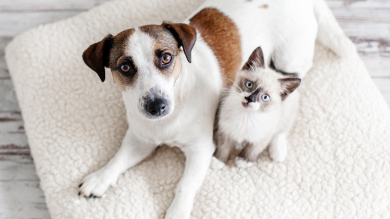 Dog and kitten looking at the camera