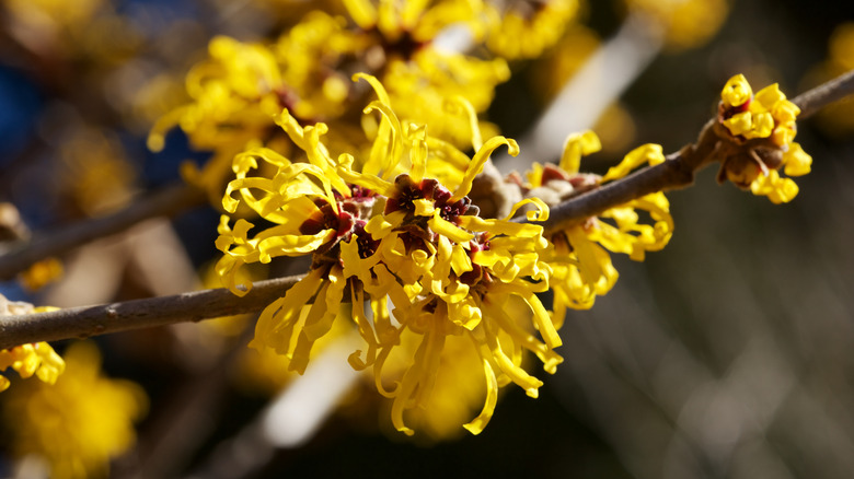 A close up of the shrub witch hazel