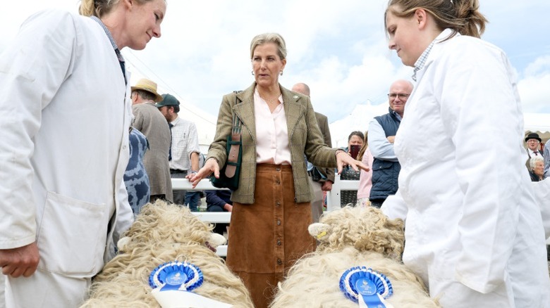 Sophie, Duchess of Edinburgh speaks to winners of sheep awards during the Royal Cornwall Show in Wadebridge, England (2025)