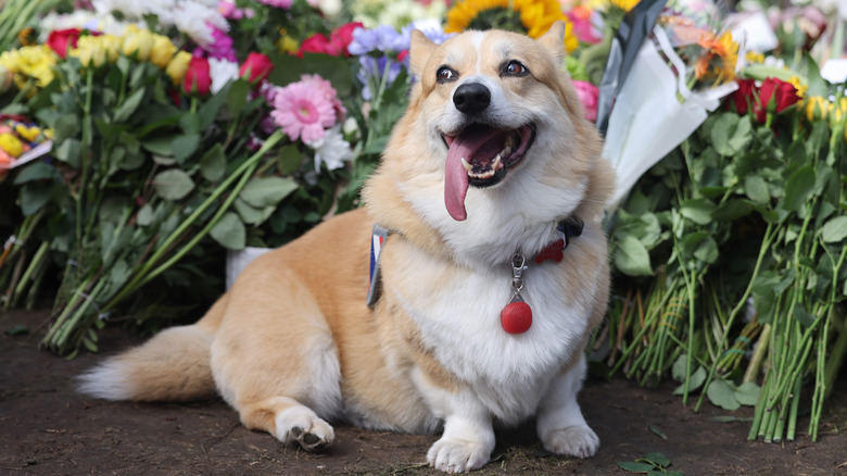 Corgi smiling