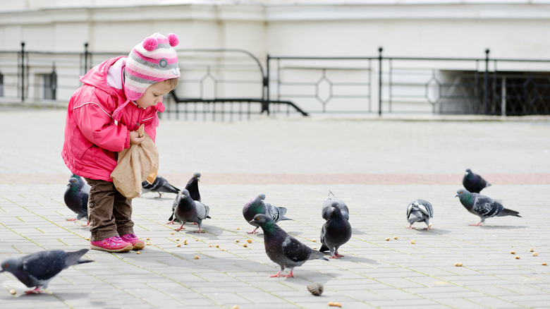 Baby girl feeding pigeons