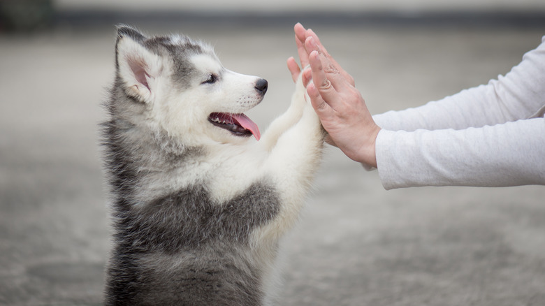 Husky puppy high-fiving