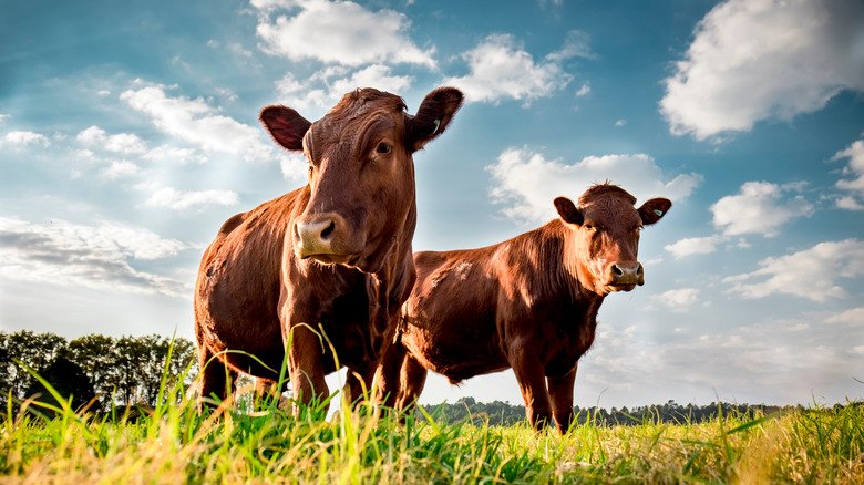 Cows cattle attraction