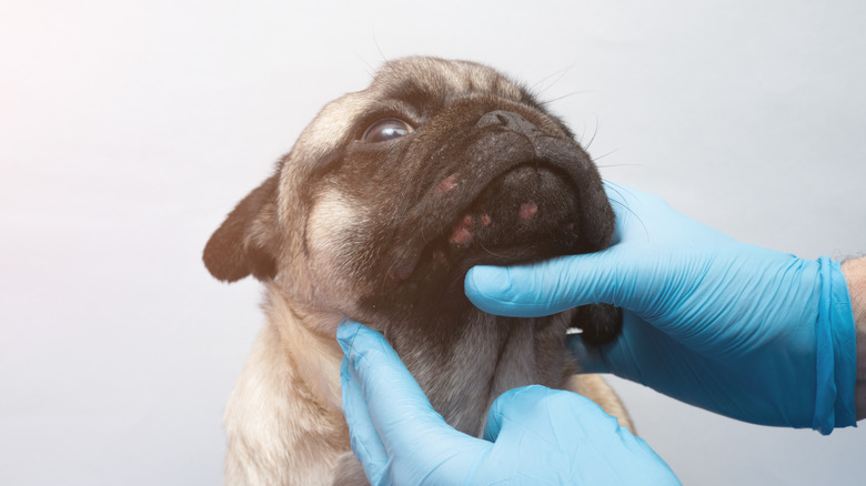 Dog at the vet's