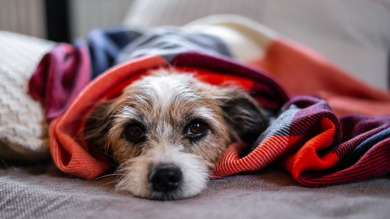 Sick dog on bed