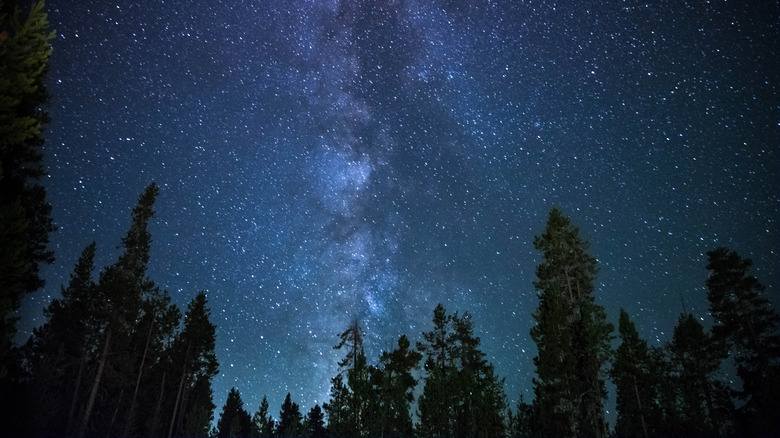 Night sky behind trees