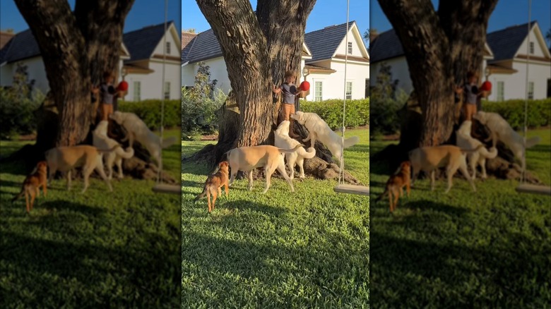 Crew Gaines with animals on Instagram