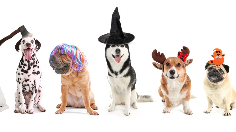 Dogs in Halloween costumes