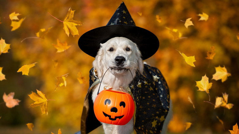 Dog carrying candy basket on Halloween