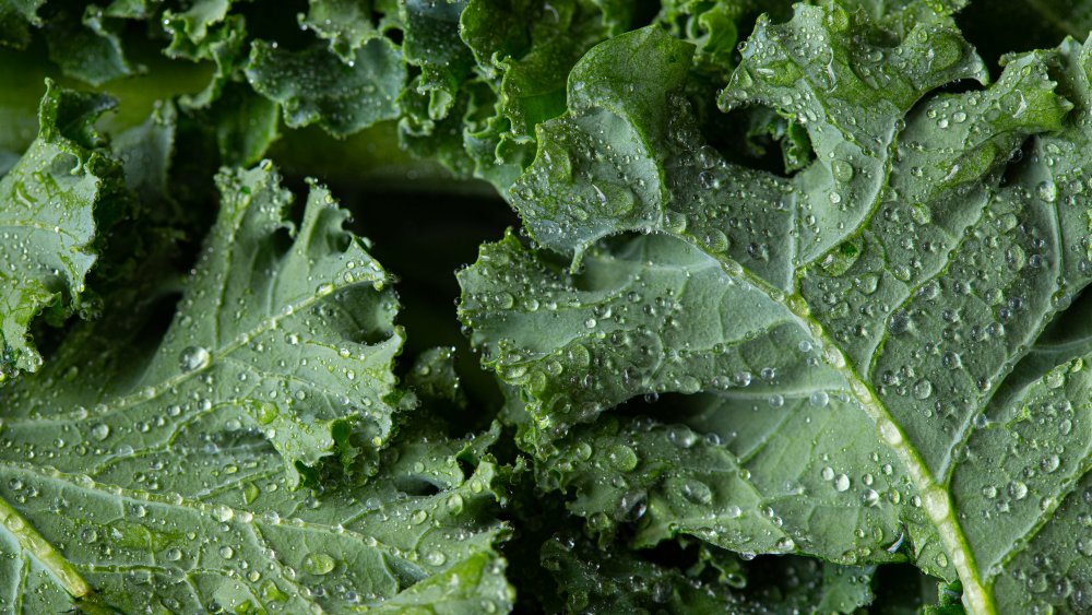 a close up of kale 