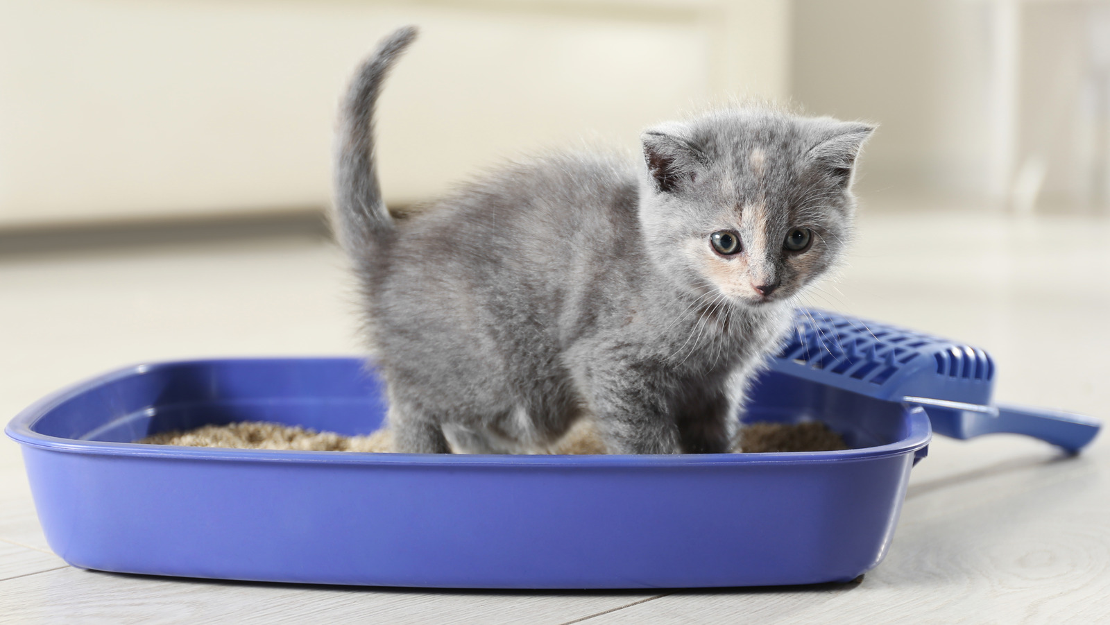 How To Introduce A New Litter Box To Your Cat Our Top Tips PawTracks