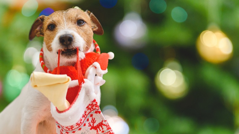 dog holding a Christmas stocking with dog bone in his mouth