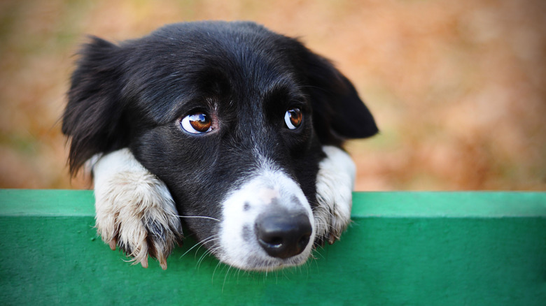 Cute dog looking up 