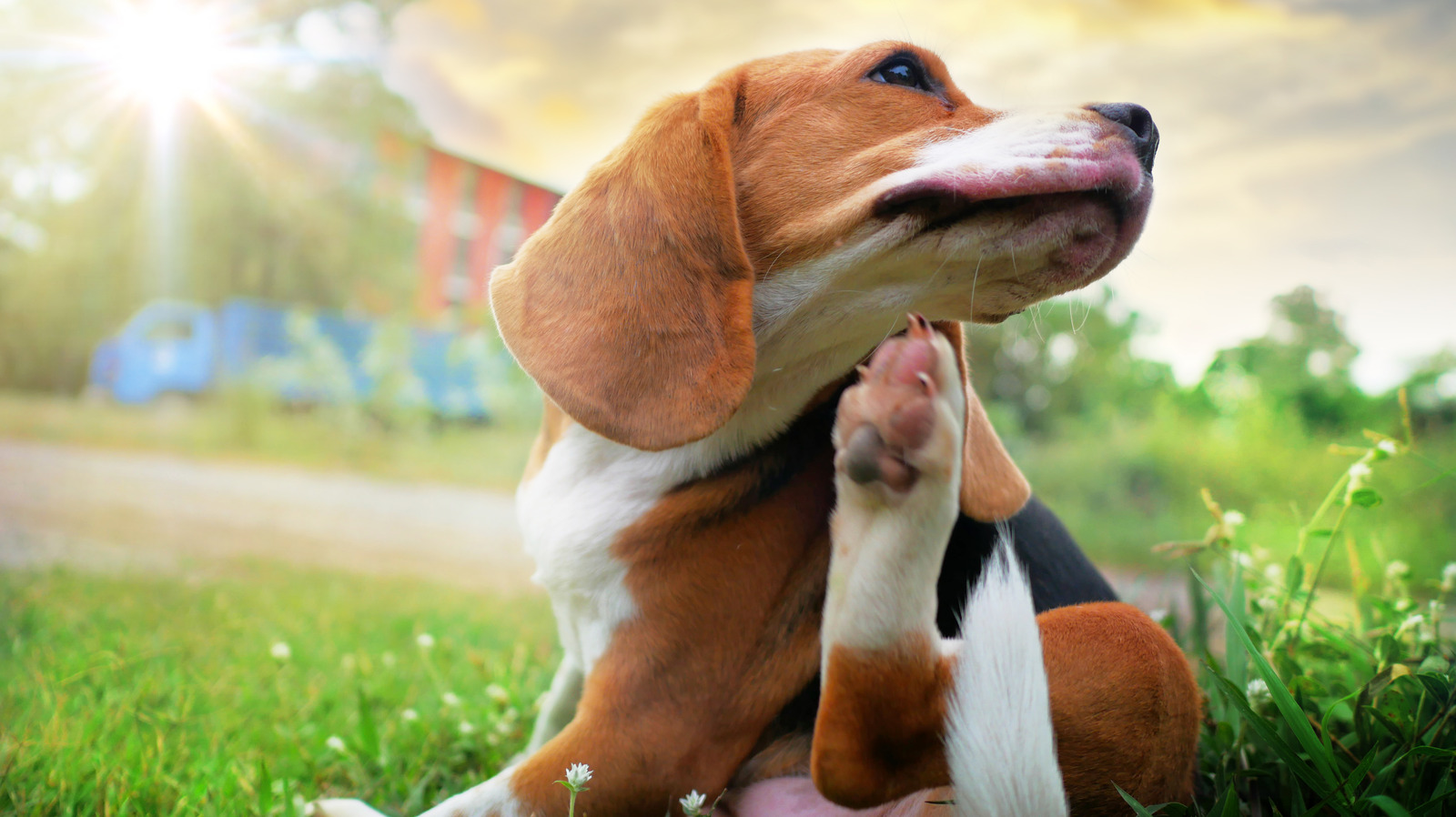 The Best Ways To Treat Your Dog's Allergies