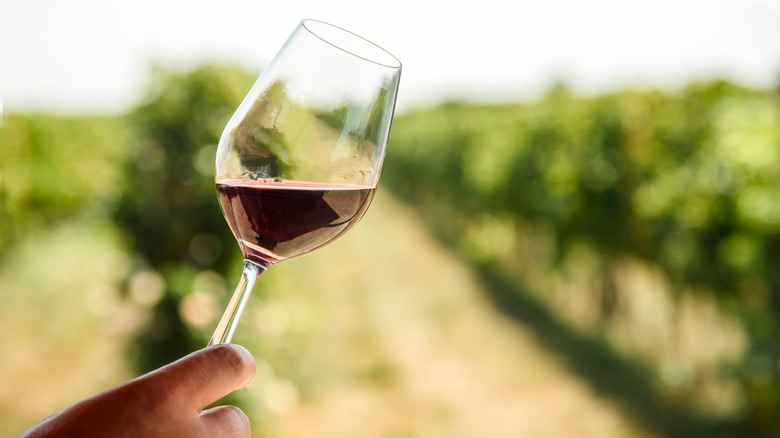 Red wine in a glass amongst vines 