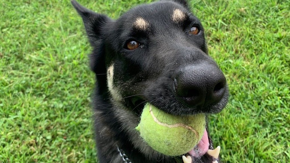 Major Biden holding tennis ball