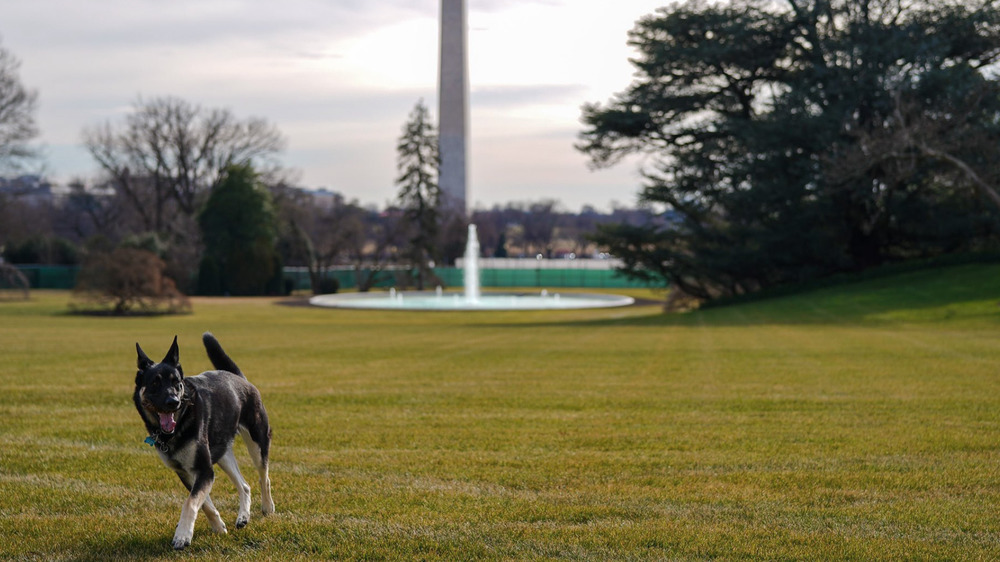 Major Biden playing on the White House Lawn