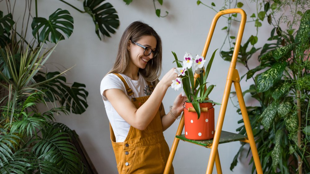 House plants