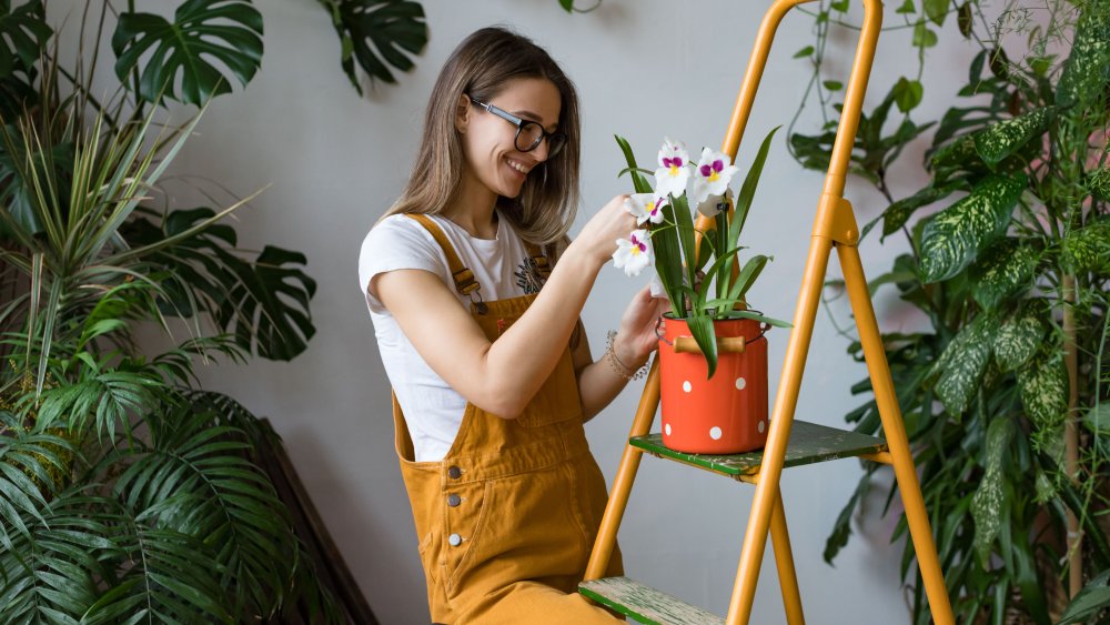 Indoor plants