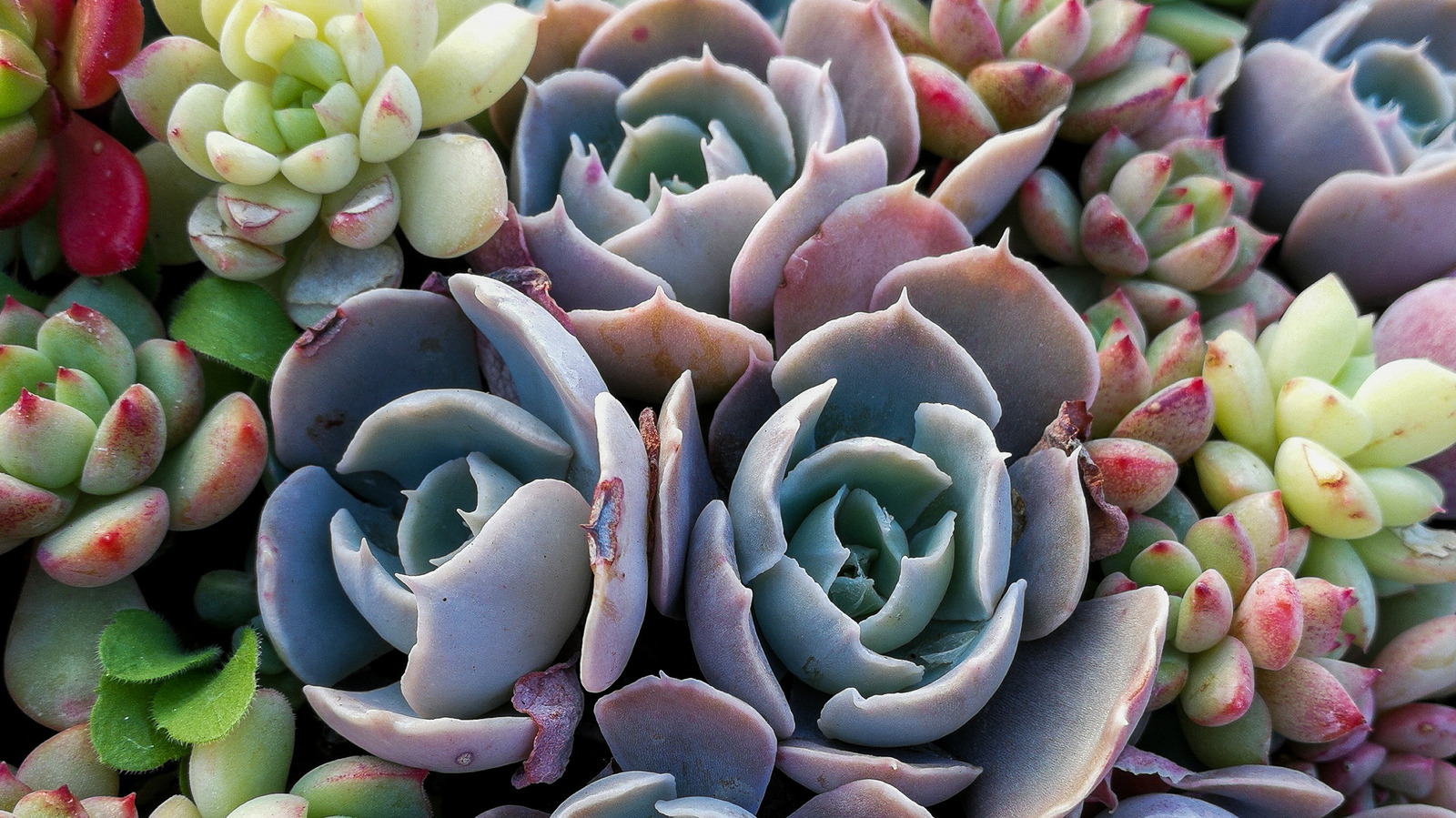 The Biggest Mistakes You Re Making With Your Succulent Plants