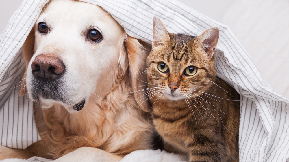 Dog and cat under a blanket