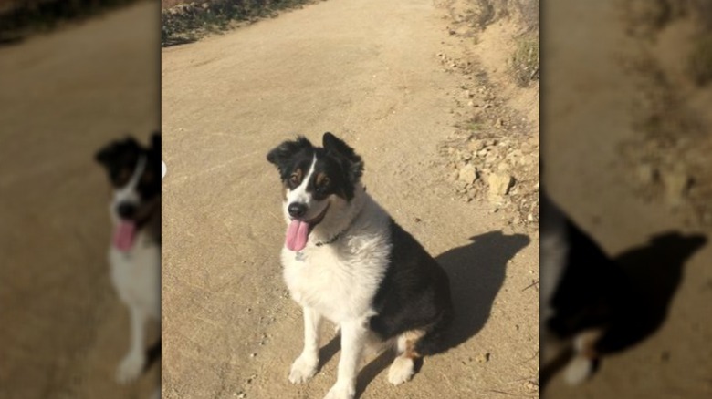 Heather Tom's dog