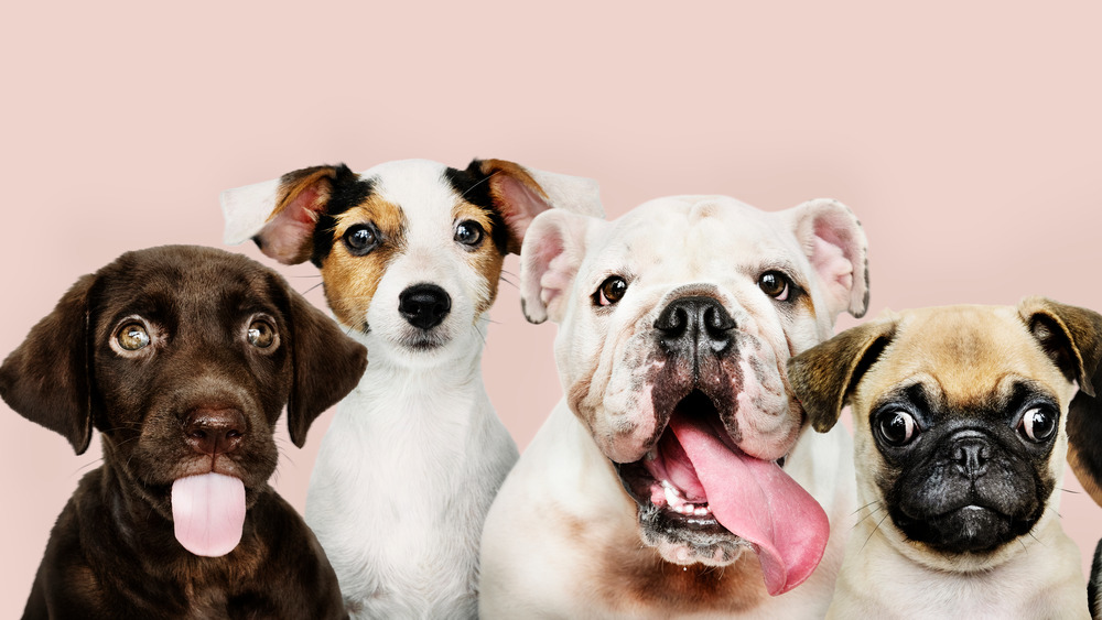 A group of four dogs from different breeds with a pink background 